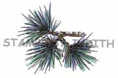 F-162 Pine Needles